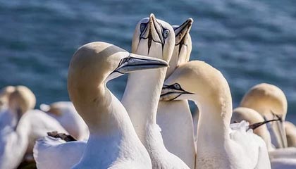 河北五超·微视频丨烽烟再起！“河北五超”将开启第四轮对决